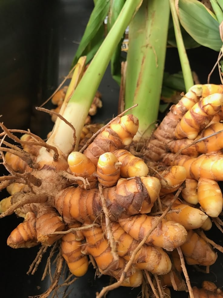 Turmeric Project
