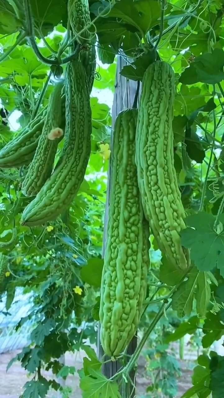 Bitter Gourd (Max roi 34%)