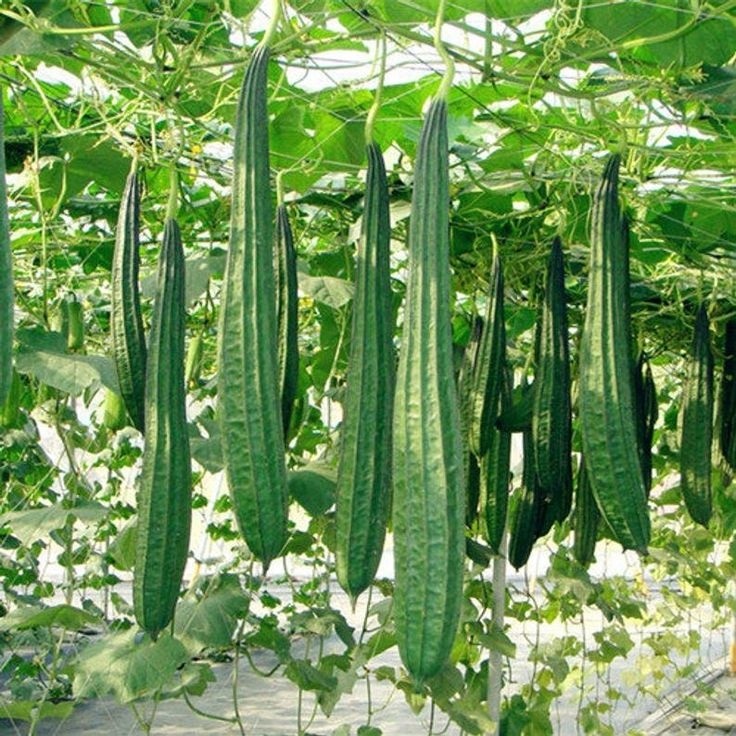 Luffa Gourd plant Project