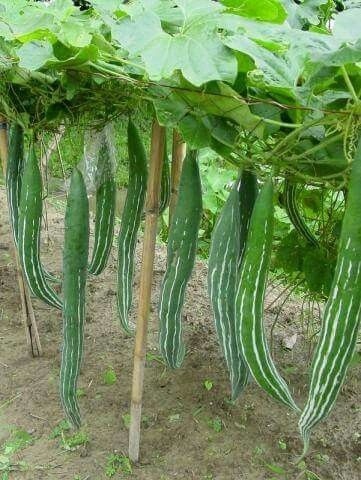 Chichinga project