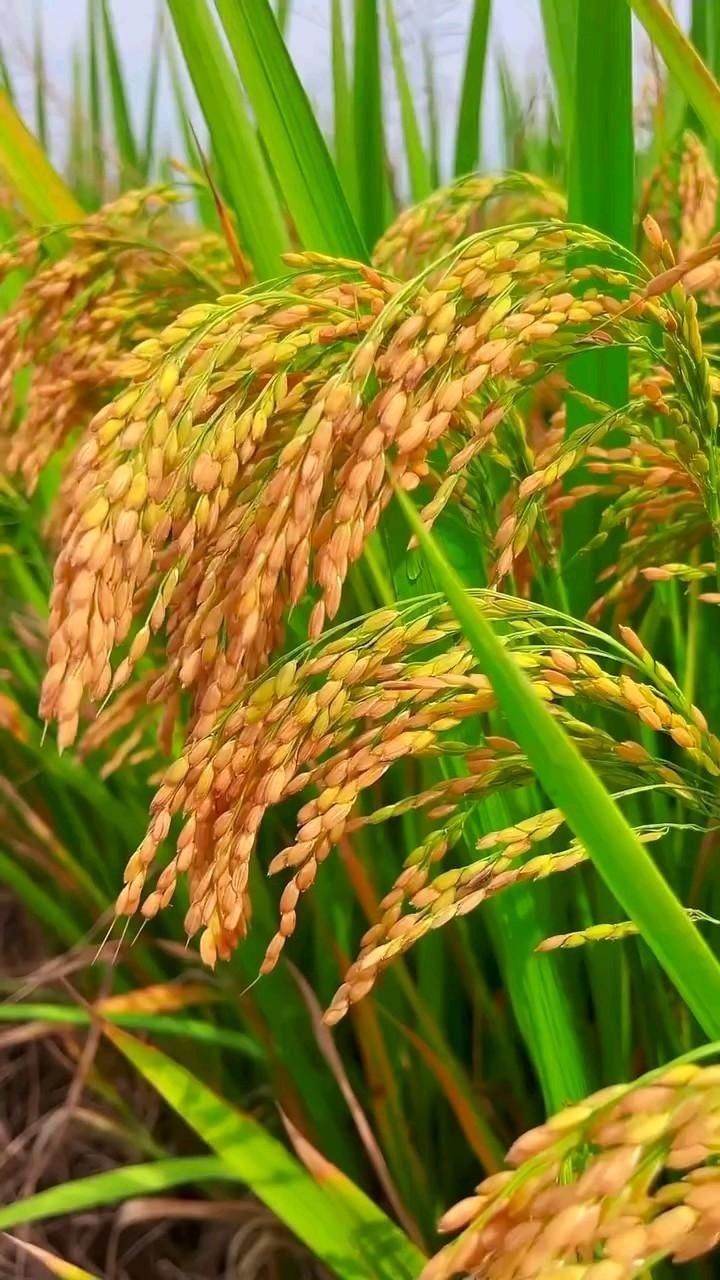 Golden Rice