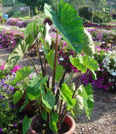 Colocasia Stems Project (Roi- 33%)