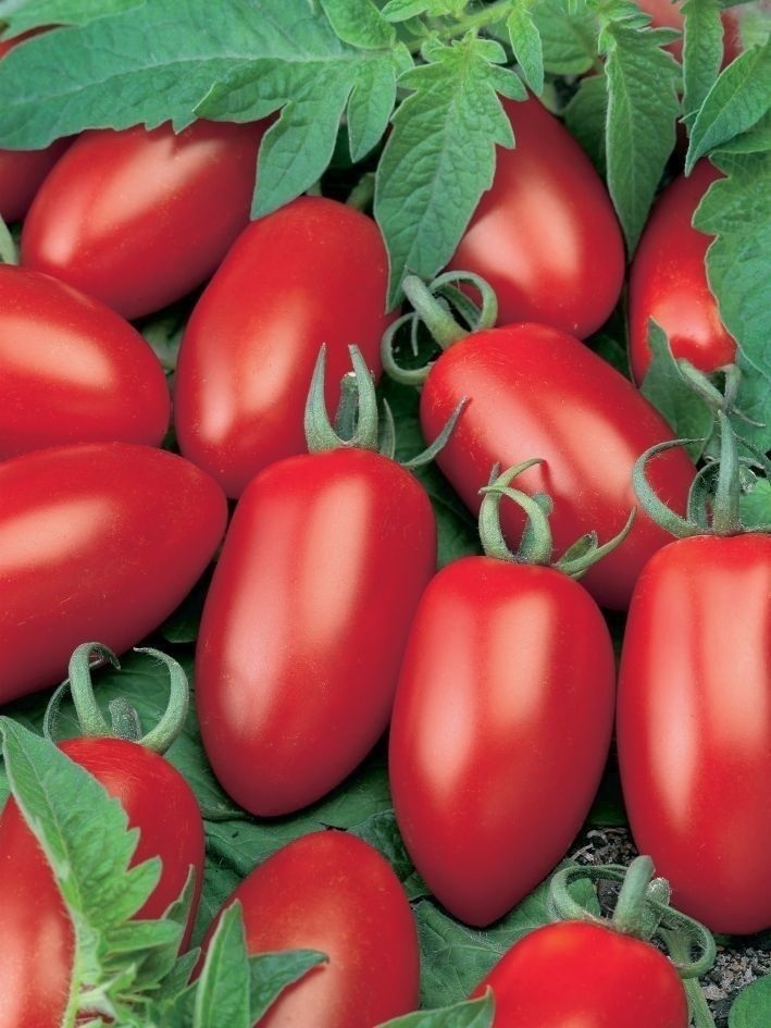 Tomato project (Max roi 32%)