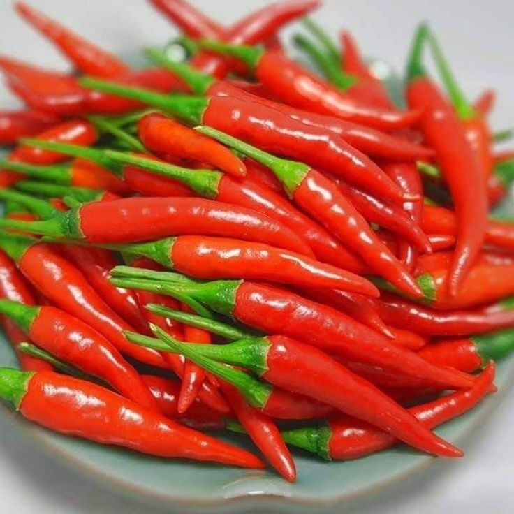 Chilli Pepper Project