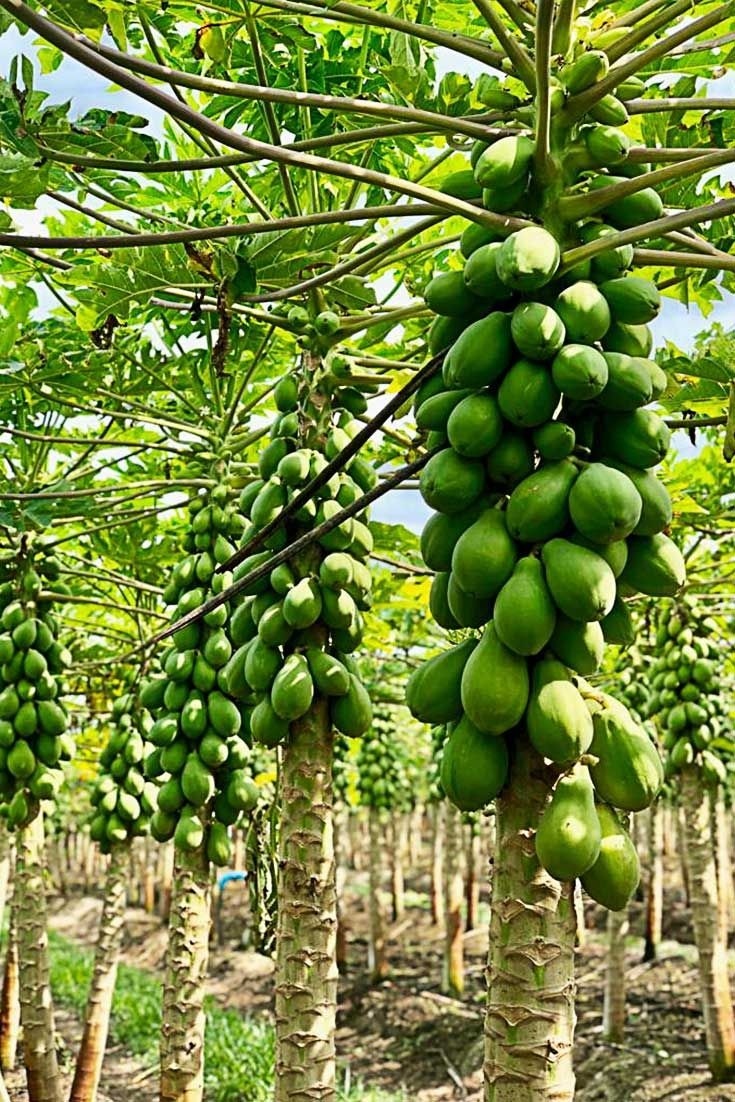 Papaya project (Max roi 28%)