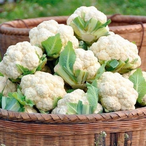 Cauliflower Project