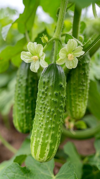 Cucumber Farm (Max roi 38%)