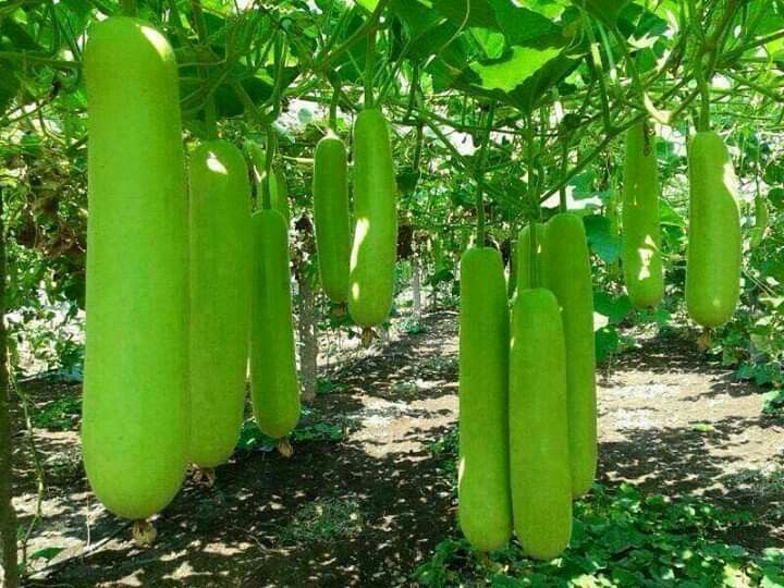 Bottle Gourd  (Max roi 36%)